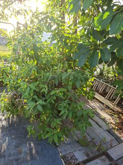 SAGE  / SALVIA $25 5 FEET TALL