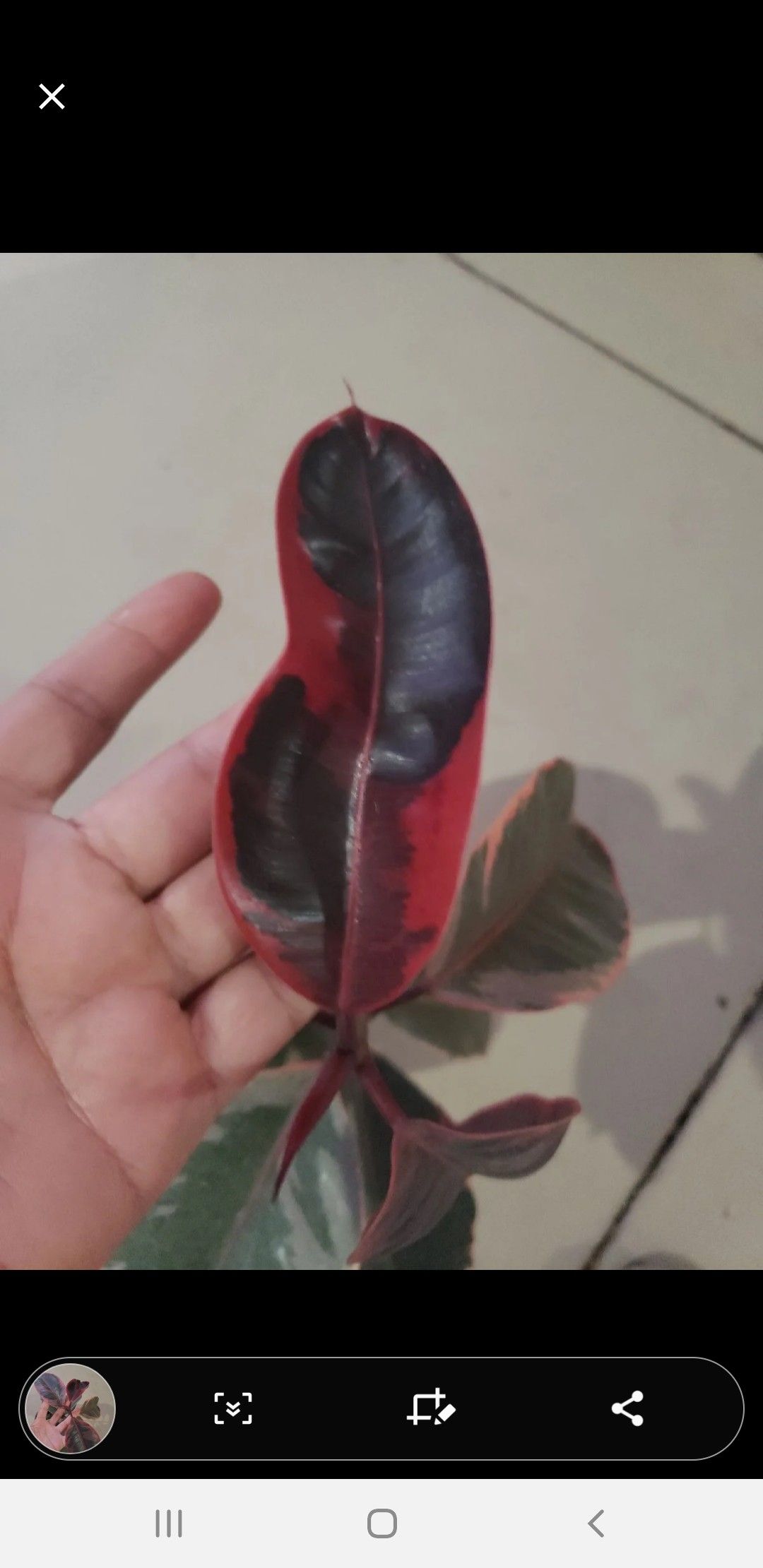 RESERVED - Ruby Ficus Elastica rubber plant