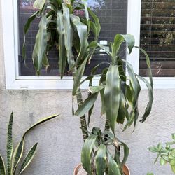 Dracaena Plant