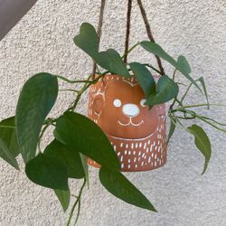 Beautiful Cebu Blue Pothos Plant With Cute Hanging Pot