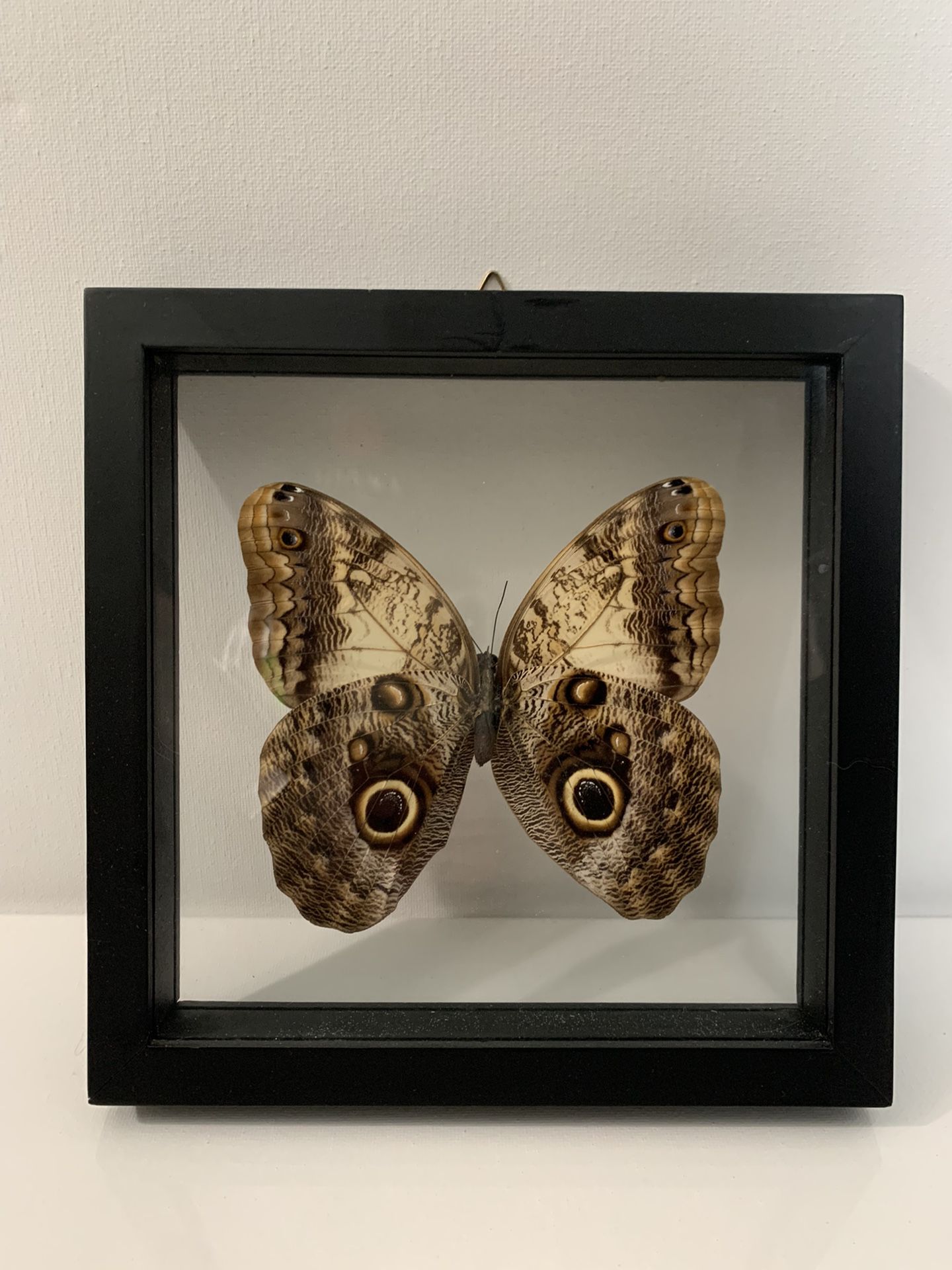 Preserved Owl Butterfly Decor