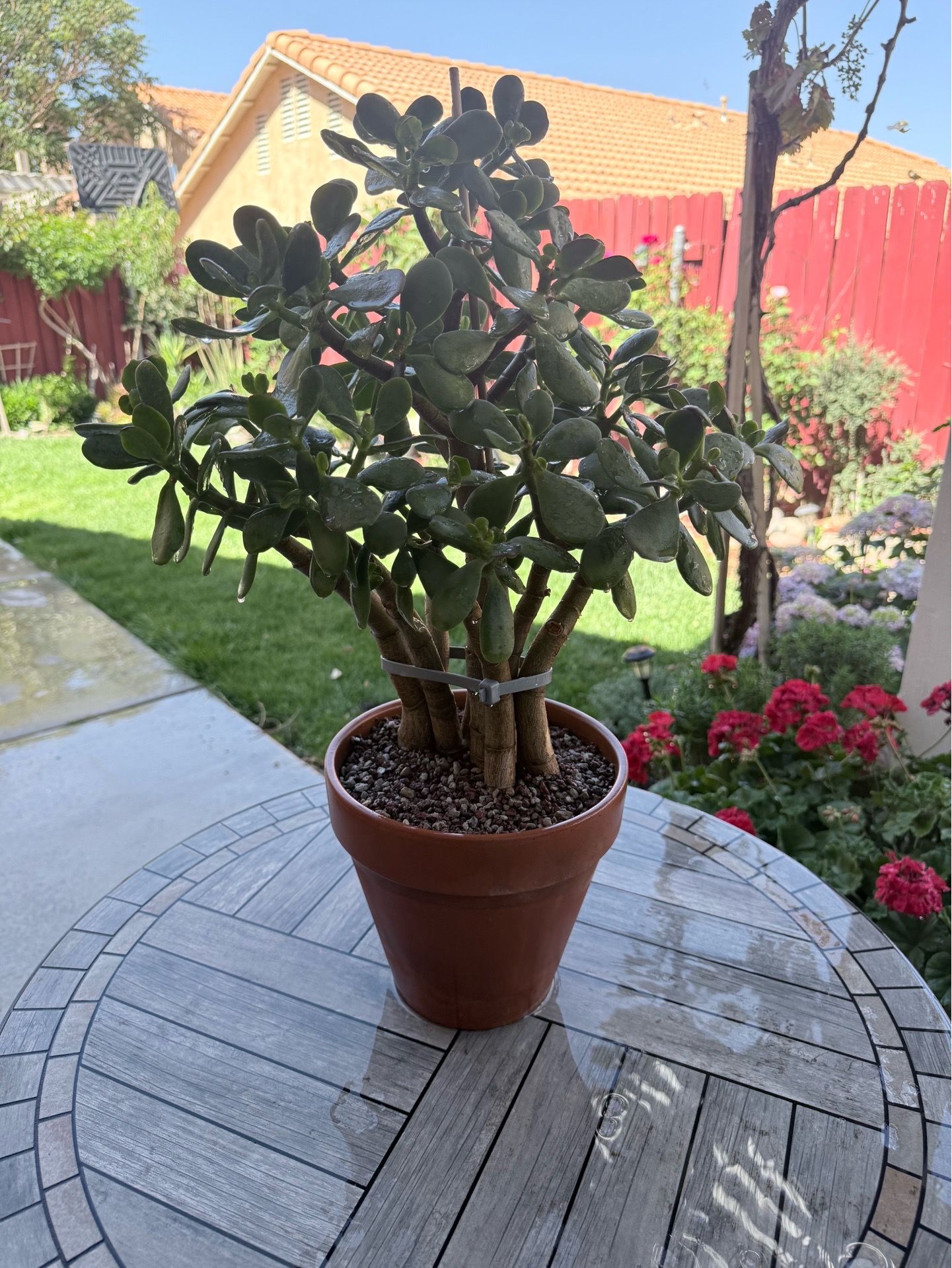 Large Mature Jade Plant Tree in Terra Cotta Pot – Healthy Succulent
