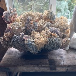 Dried Hydrangeas 