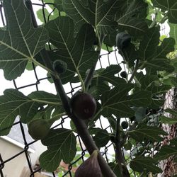 fig tree