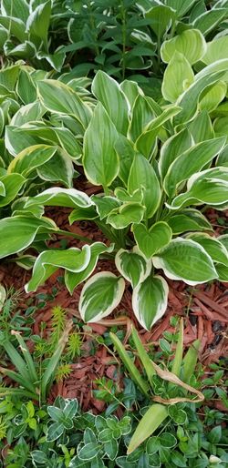 hosta plant