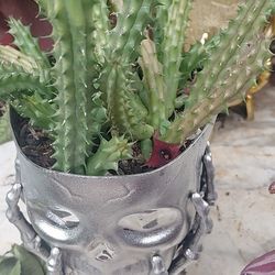 Red Dragon Huernia Succulent 
