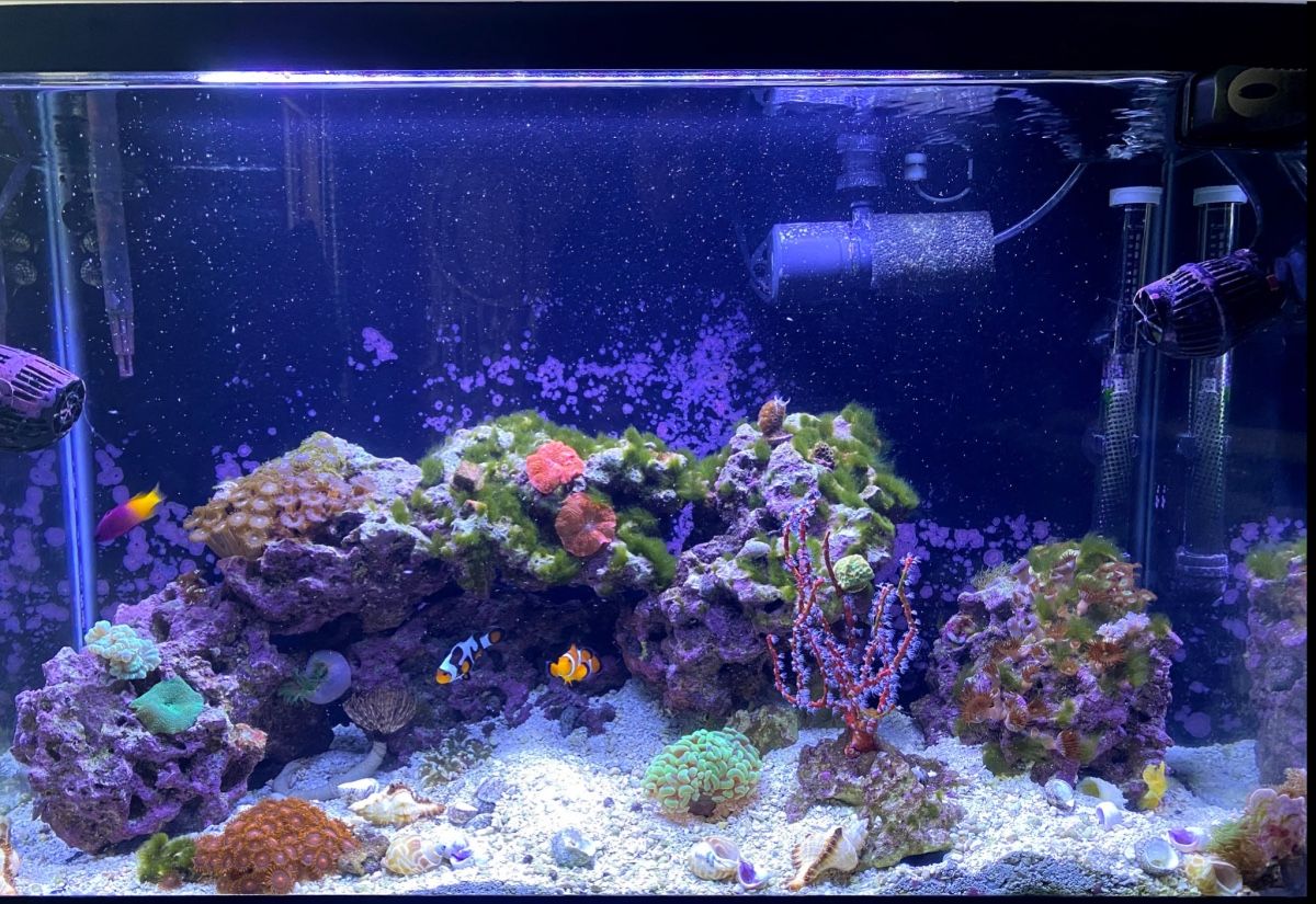 29 Gallon Saltwater Aquarium
