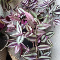 Wandering Jew plant For Sale