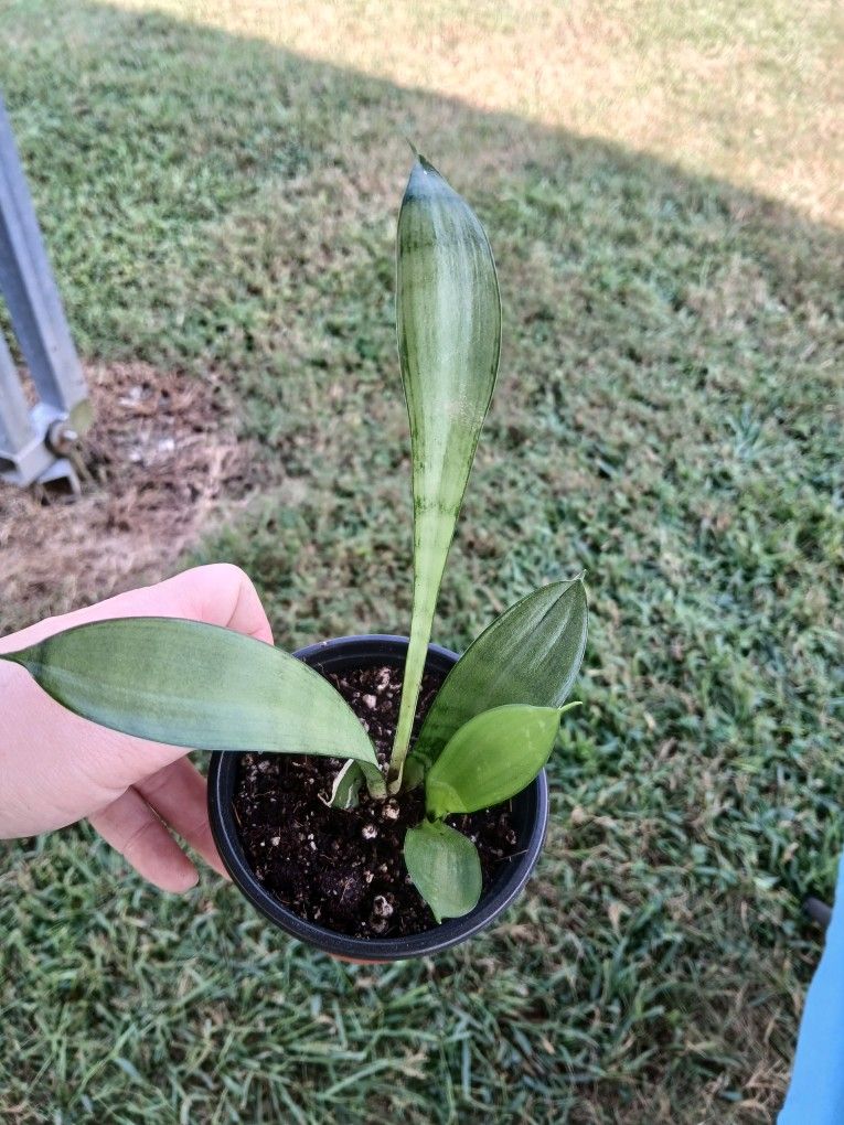 Moonshine Snake Plant