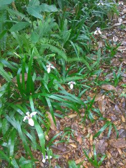 Plants, irises, snake plants.