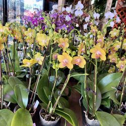 Fragrance Orchids 2 Spikes Ho Diep Lan Thom 