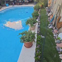 Large Gorgeous Elephant Food Plants In 12 To 19in Terracotta And Composite Pots 