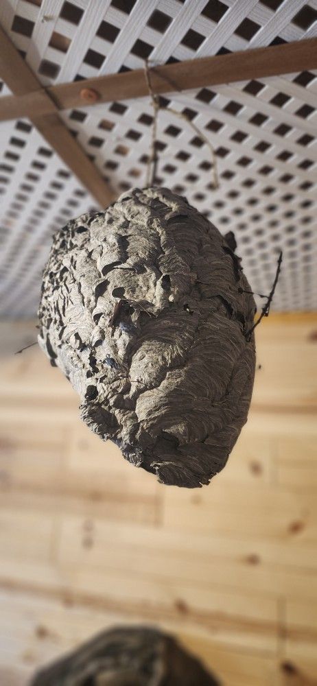 Hornets Nest