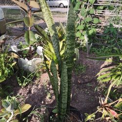 Mother In Low Plant 3"