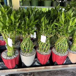 Lucky Bamboo In Ceramic Pot . SPECIAL PRICE 🤩