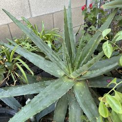 Aloe Vera