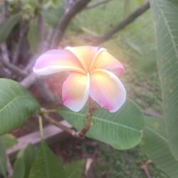 Plumeria Cuttings Free! Red, Pink, White, Mixed