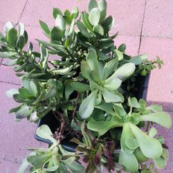 Succulents In Squared Pot, $8 Pick up near Ocala and King rd SJ CA 95122. 