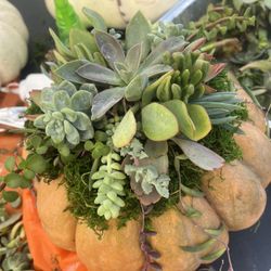 pumpkin succulent center piece 