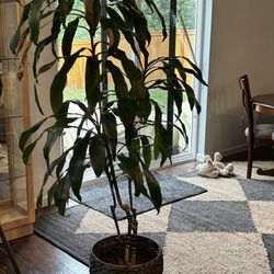Indoor Tree (Real) 