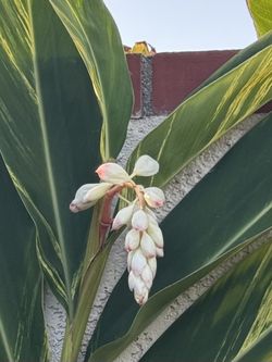 Hawaiian Pink Shell Ginger Plants