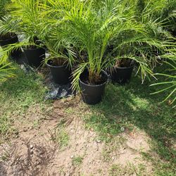 Robellini Palm 3gallones 3ft Tall 