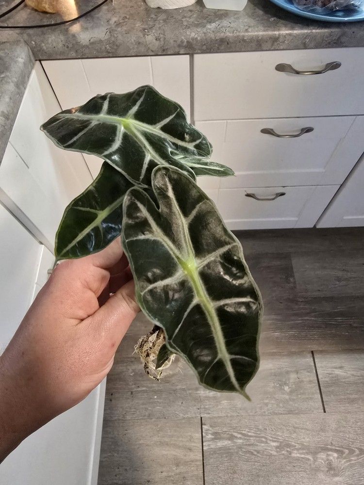 Alocasia Polly Plants