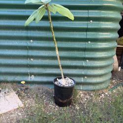 Plumeria Tree