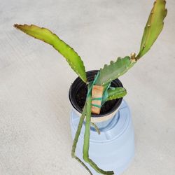 Exotic Dragon Fruit Cactus Plant In Metal Pot