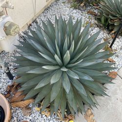 Blue Agave Plants - $20 Each
