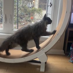 One Fast Cat Wheel