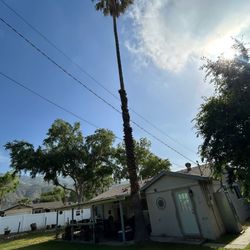 Palm Tree 