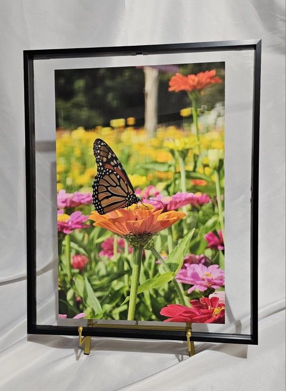 Fine Art Float Framed Butterfly Print