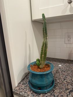 14” San Pedro Cactus
