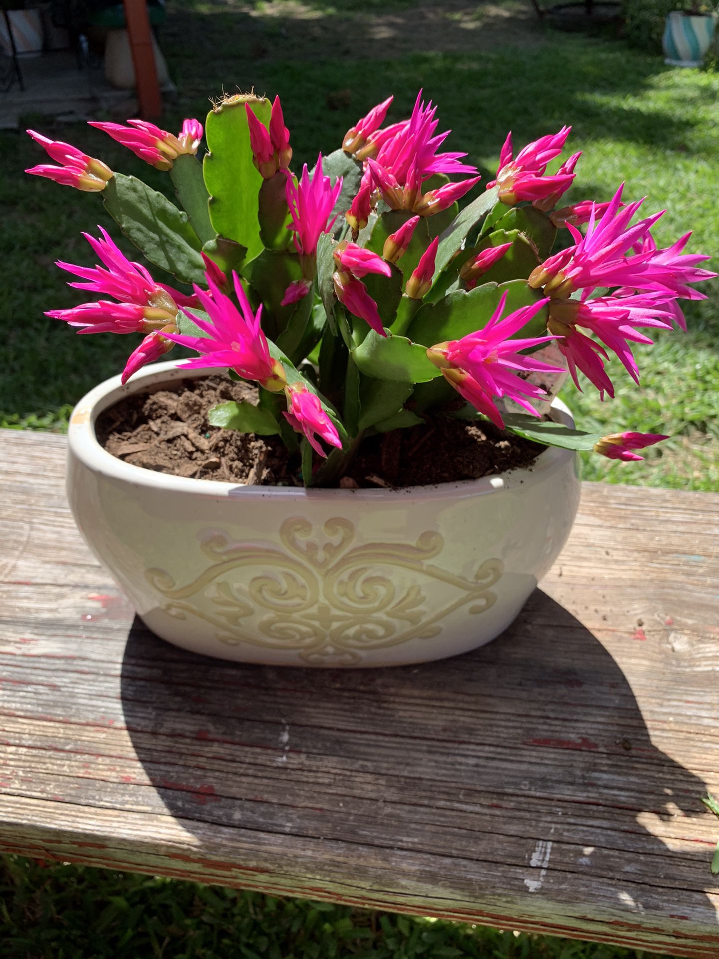 Magenta spring cactus plant in ceramic pot
