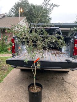 Arbequina Olive tree