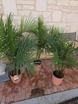 Majesty palms for sale