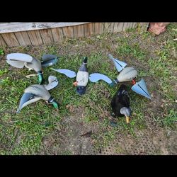 Ducks
