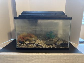 10 Gallon Aquarium
