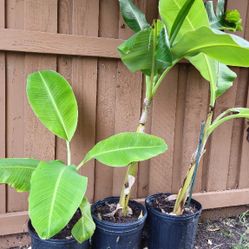 Banana Plant In  3 Gallon Pot