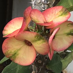 Eskejes De Corona De Cristo