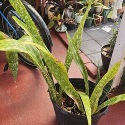 Snake plants