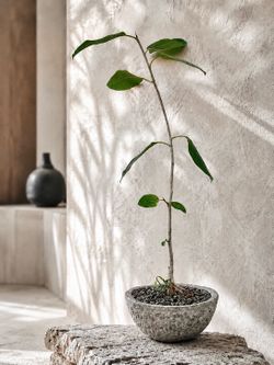 ~ 45” Tall Ficus Audrey (Planter Included) ‘Local LA Seller’
