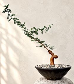 ~ 20” Tall Operculicarya Decaryi/ Elephant Tree (Planter Included) #WB2 ‘Local LA Seller’