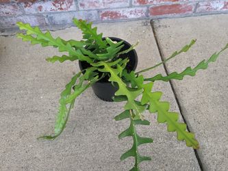 Fishbone/Ric Rac Succulent