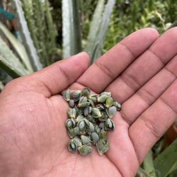 Mother Of million Baby Starters