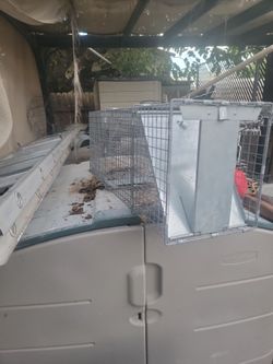 Animal trap