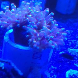 Ornamental Coral For Sale 