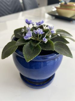 Indoor Miniature African Violet - Free delivery in Glendale and nearby