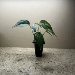 Indoor Plant Variegated Epipremnum Pinnatum 'Albo